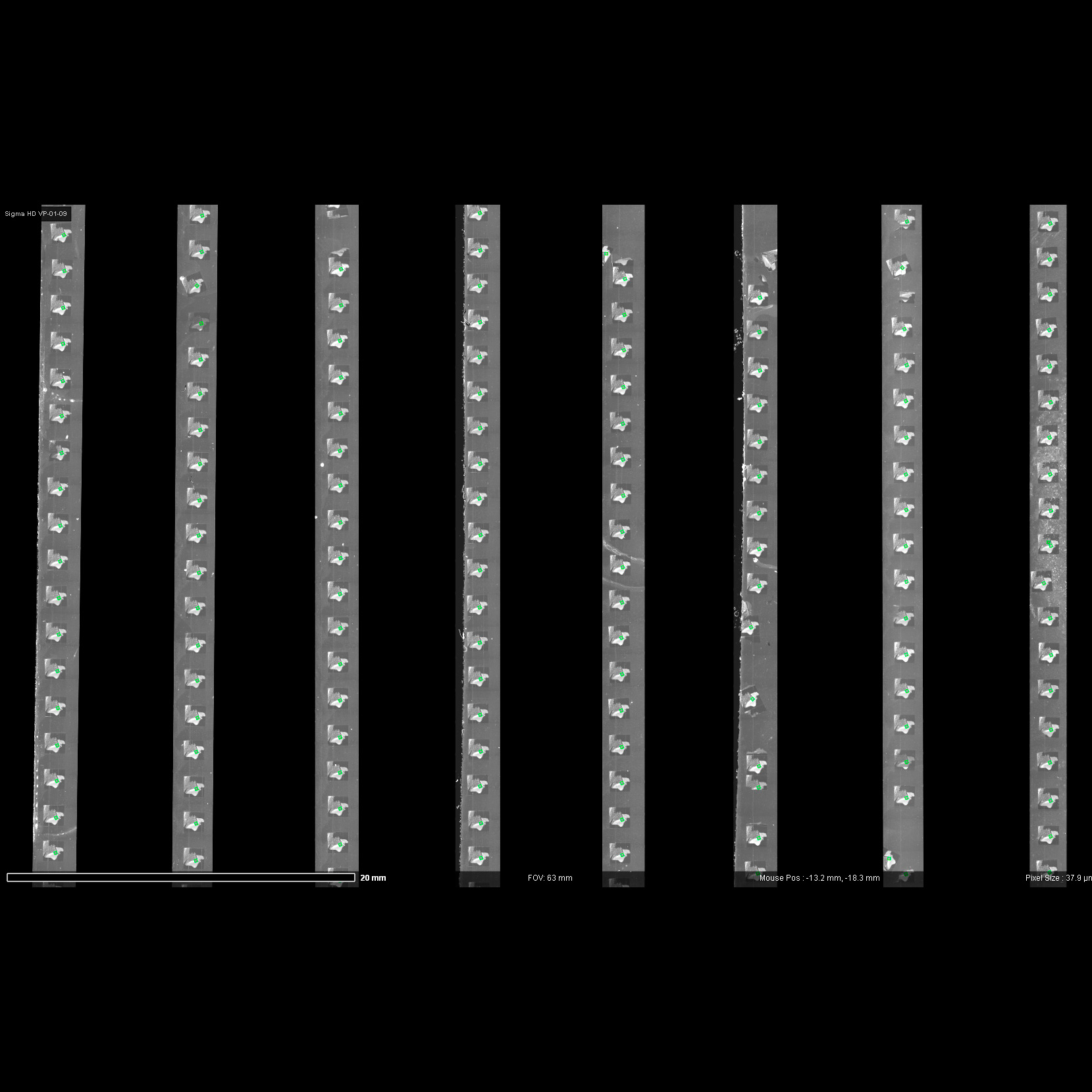 Ultrathin Mouse Brain Section