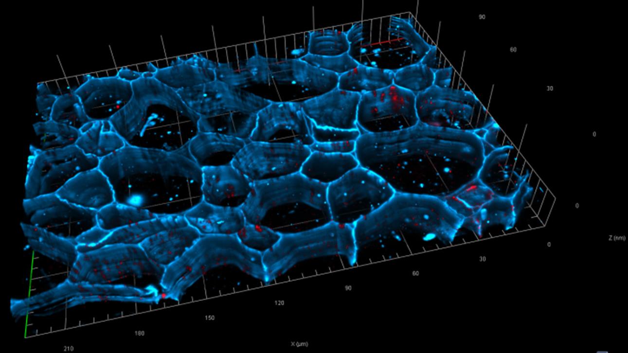 Nódulos radiculares que muestran la distribución de plasmodesmos