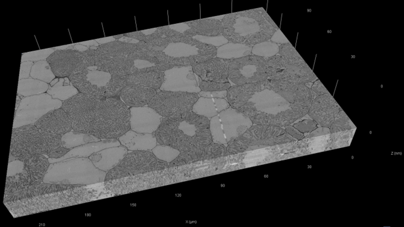 Root Nodules Showing the Distribution of Plasmodesmata