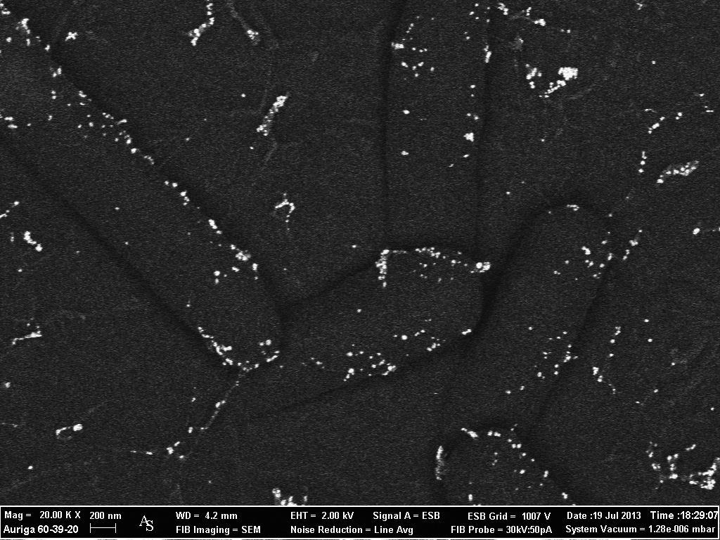 Escherichia coli