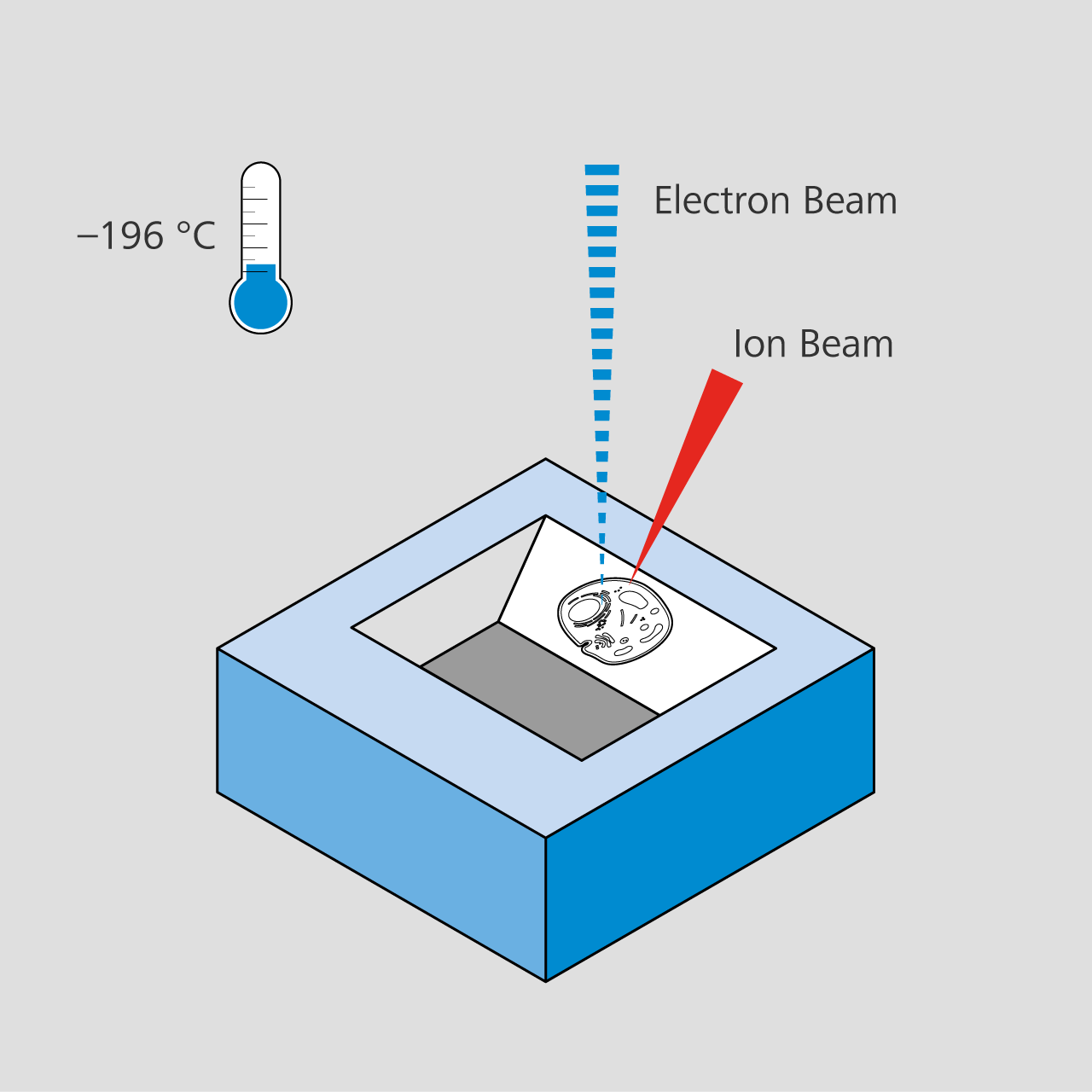 Acquisition automatique au FIB-SEM Cryo