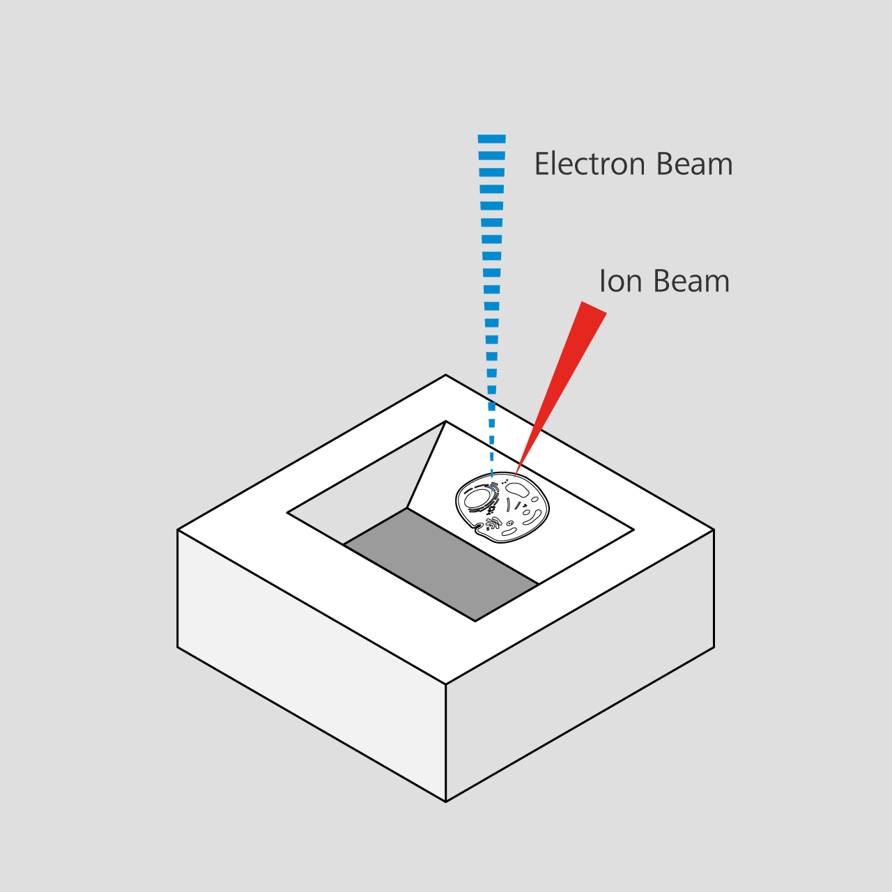 FIN-SEM Image acquisition