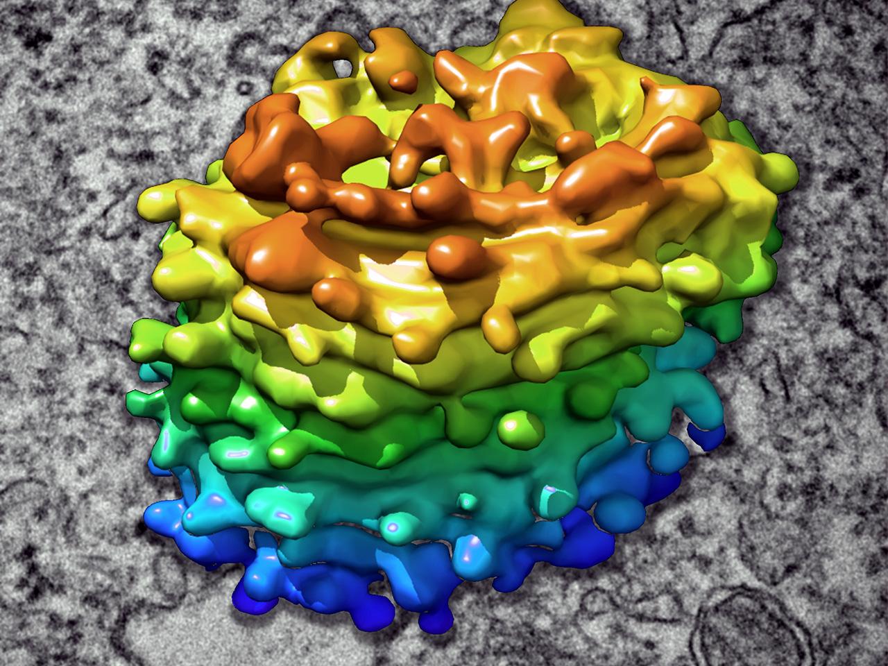 3D‑Rekonstruktion des Golgi-Körpers einer Alge auf der Grundlage von Rohdaten nach dem FIB-Schneiden