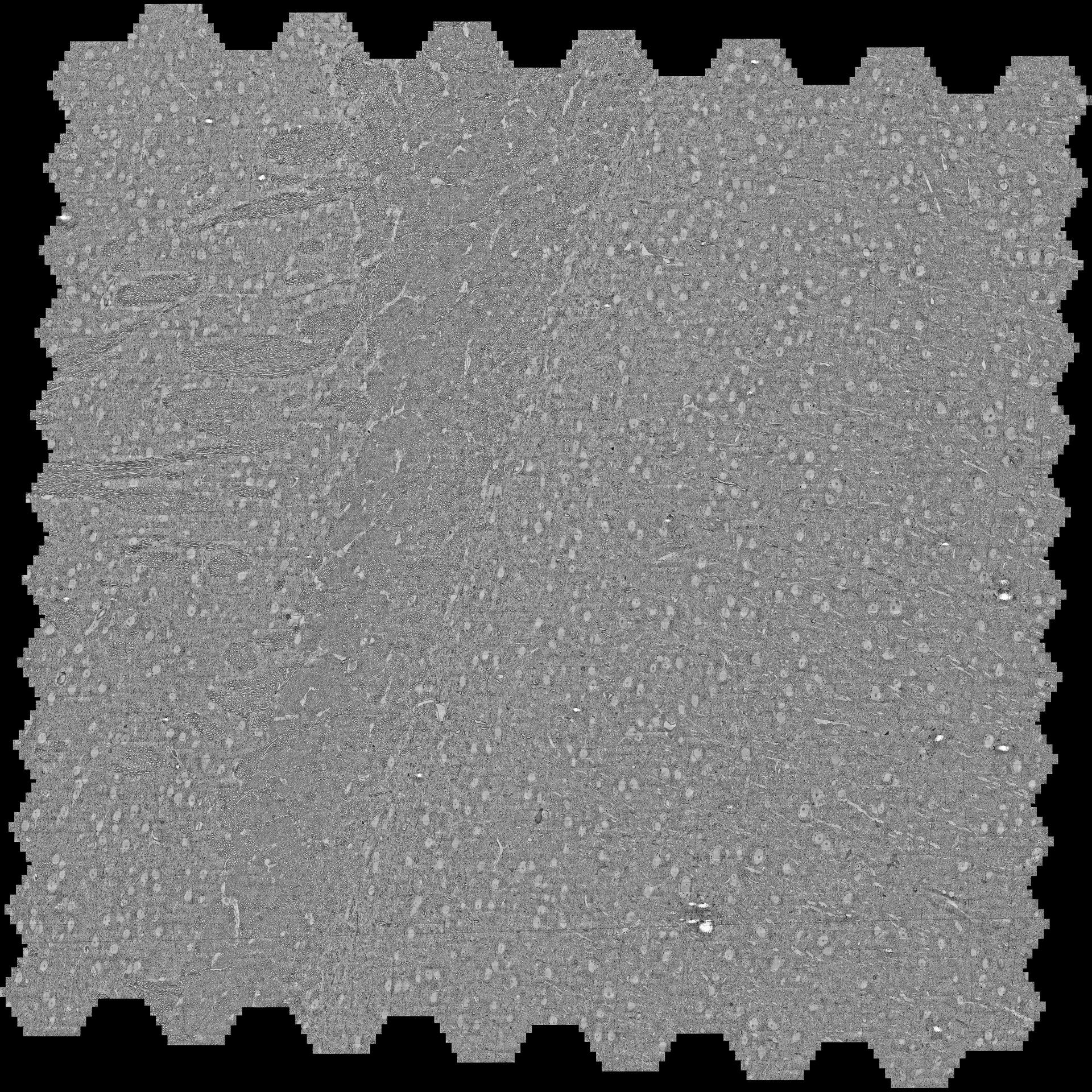 高コントラスト染色プロトコルに基づき作製し、ATUMtome（切片をテープに回収するウルトラミクロトーム）で切断した30 nm厚の脳切片から、4 nmピクセルサイズ、6.5分で取得した画像を合成した1平方ミリメートルのモザイク画像。 