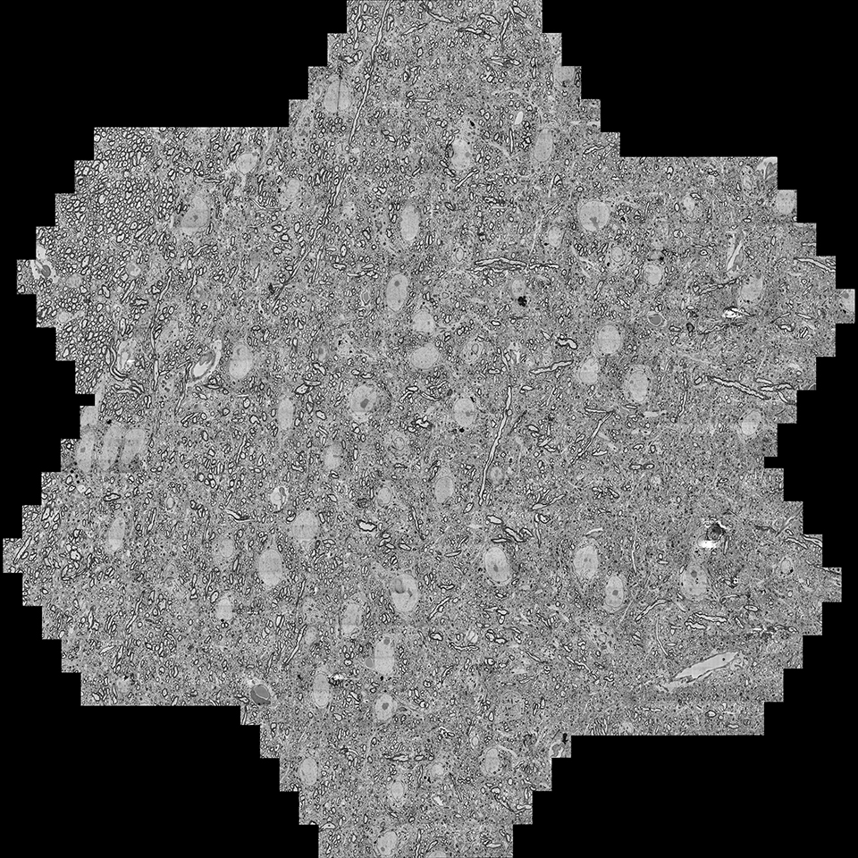 既存のデータから抽出された7つの個別の六角形のマルチビーム視野（mFoV）をまとめた代表的なデータ