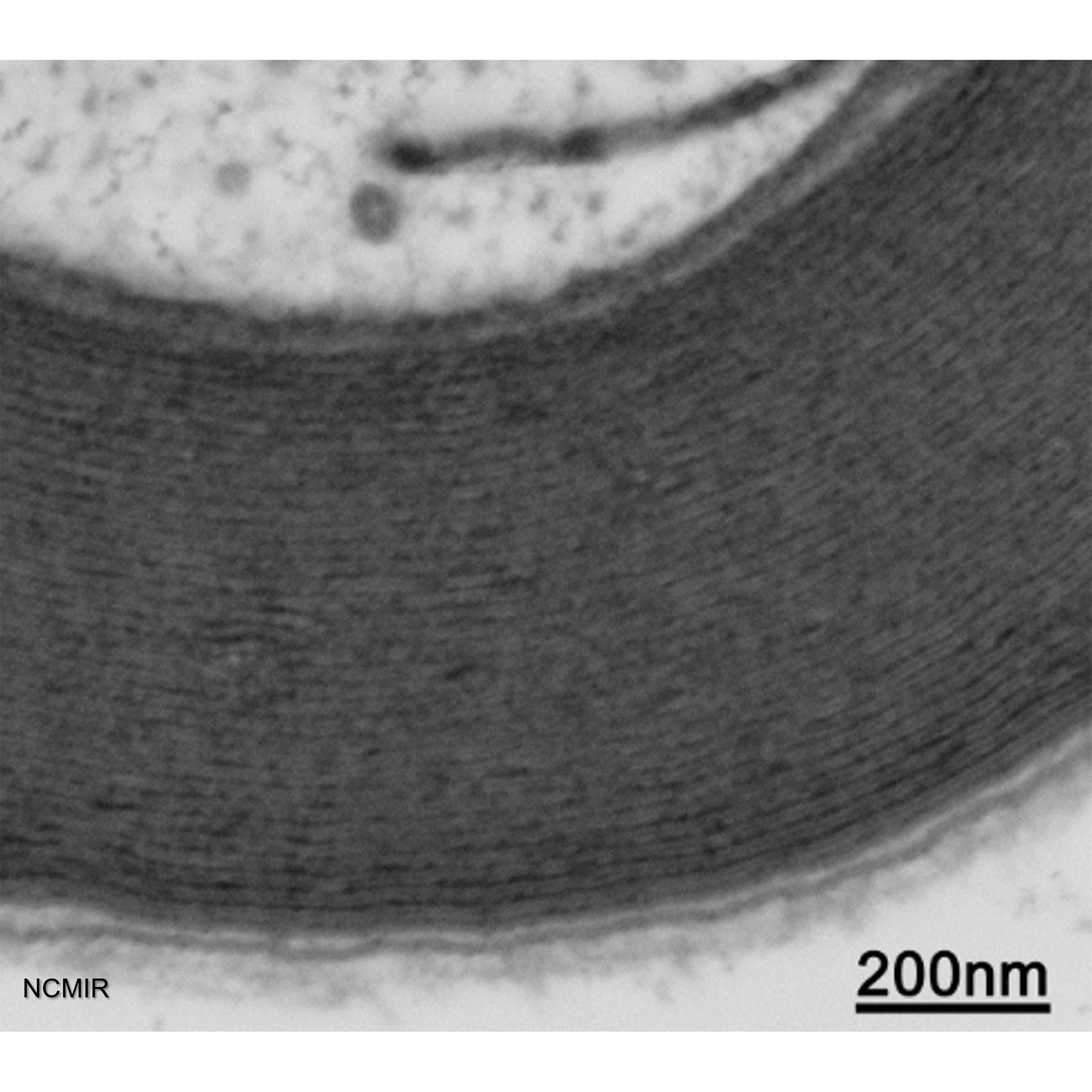 Myelin lamellae