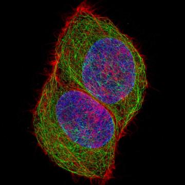 Zeiss Microscopy For Digitization