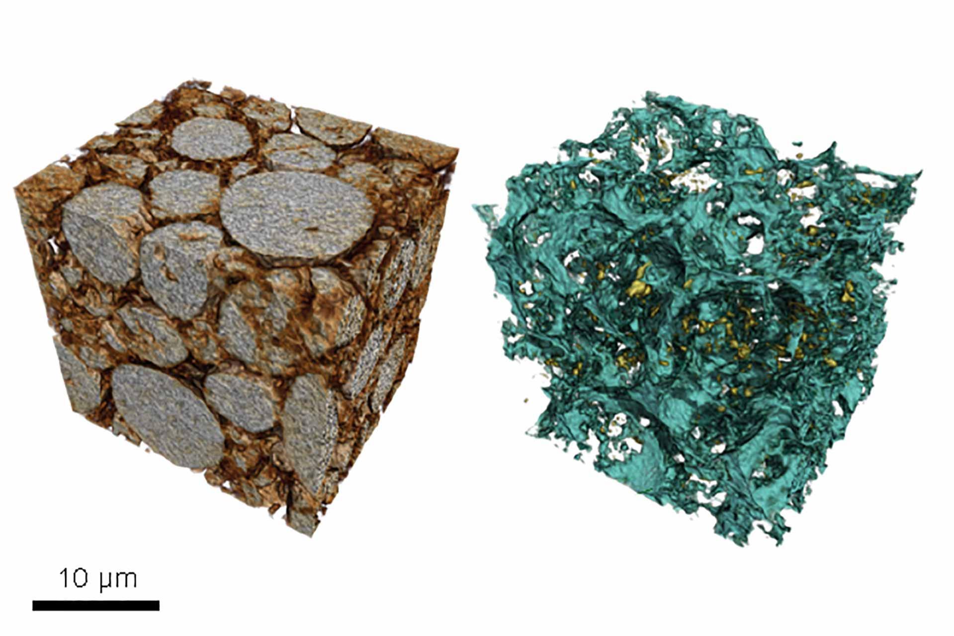 3D renderings of electrode particles (left) and pore network (right)