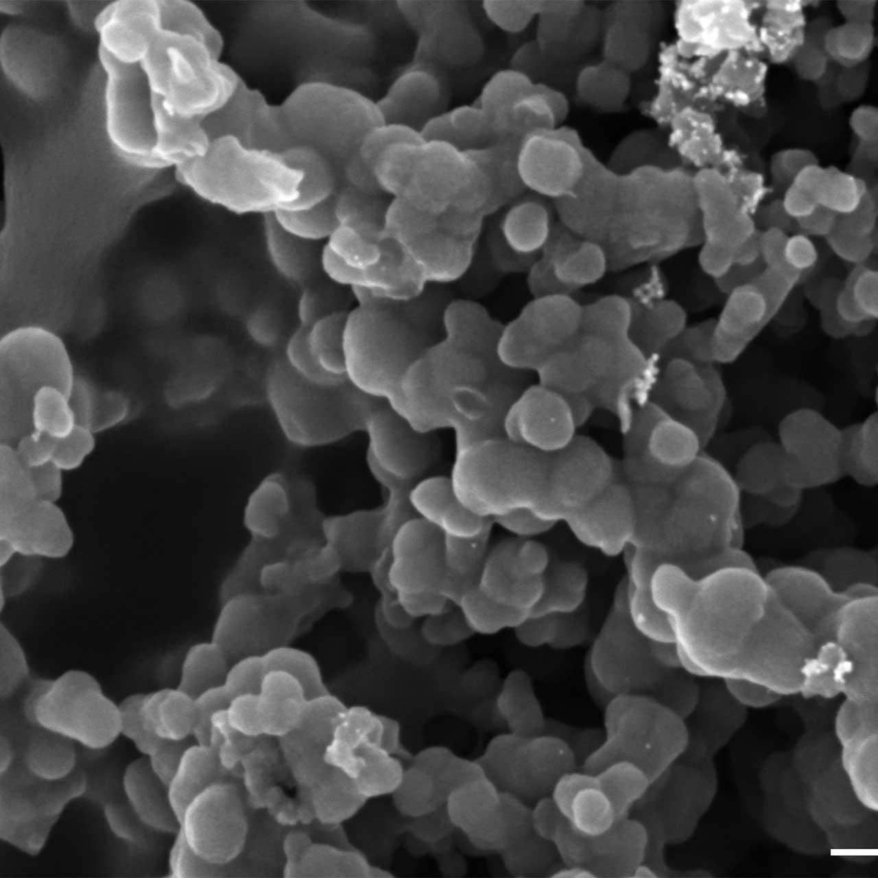 Oberfläche einer unbeschichteten mikroporösen Polymerelektrolyt-Brennstoffzellenschicht abgebildet mit GeminiSEM bei 2 kV unter Verwendung des Inlens SE-Detektors. 