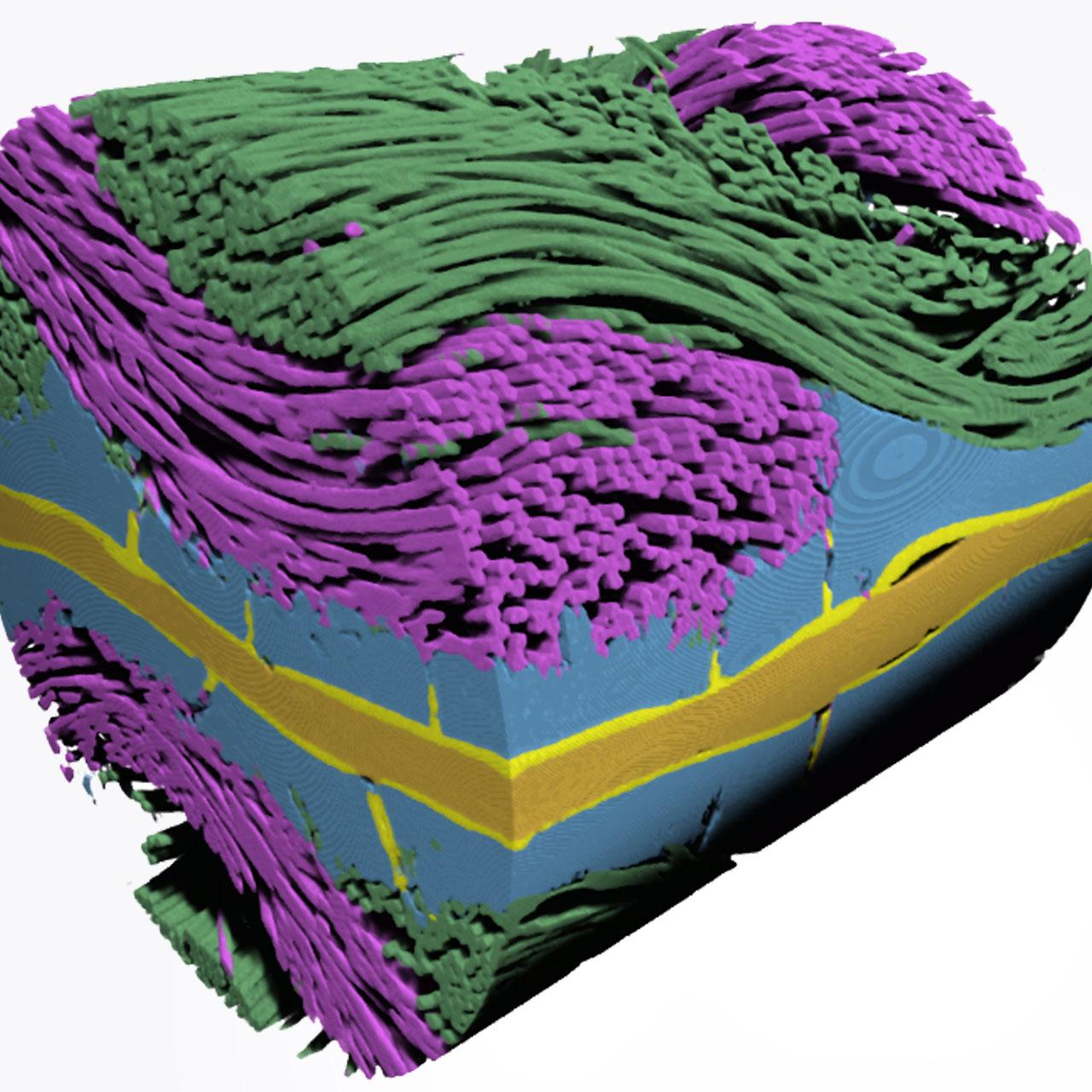 Rendu 3D d'un assemblage d'électrodes à membrane de pile à combustible à électrolyte polymère.