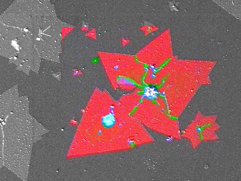 The RISE (Raman Imaging and Scanning Electron Microscopy) image demonstrates wrinkles and overlapping parts of the MoS2 crystals (green), multilayers (blue) and single layers (red). ZEISS Sigma with RISE. Field of view 33 µm.