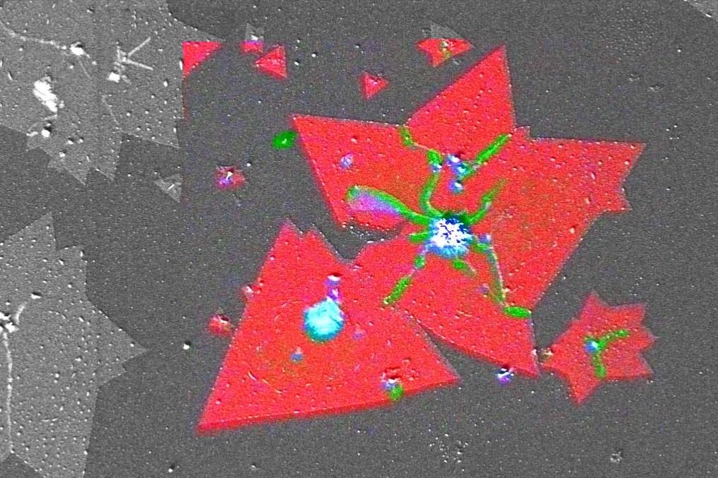 The RISE (Raman Imaging and Scanning Electron Microscopy) image demonstrates wrinkles and overlapping parts of the MoS2 crystals (green), multilayers (blue) and single layers (red). ZEISS Sigma with RISE. Field of view 33 µm.