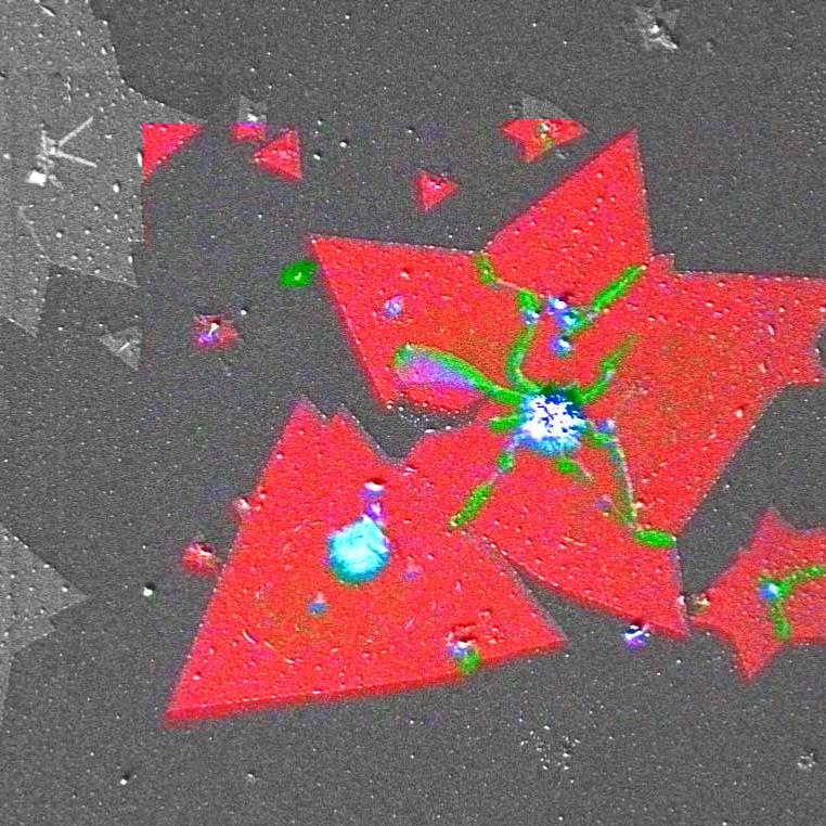 CVD-gewachsene MoS2-2D‑Kristalle in Si/SiO2-Substrat: Das RISE-Bild (Raman-Imaging und Rasterelektronenmikroskopie) zeigt Knicke und überlappende Bereiche der MoS2-Kristalle (grün), Multischichten (blau) und Monoschichten (rot). ZEISS Sigma mit RISE. 