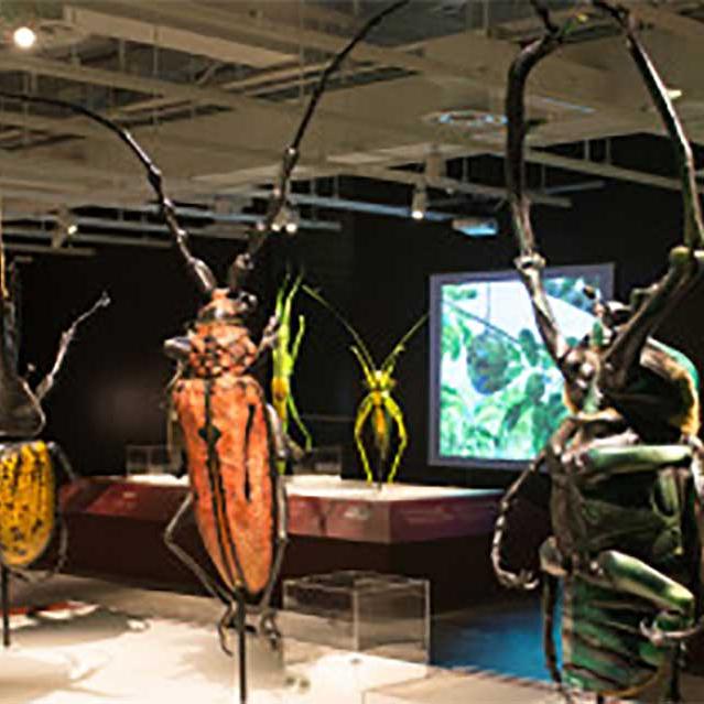 Presentación del museo