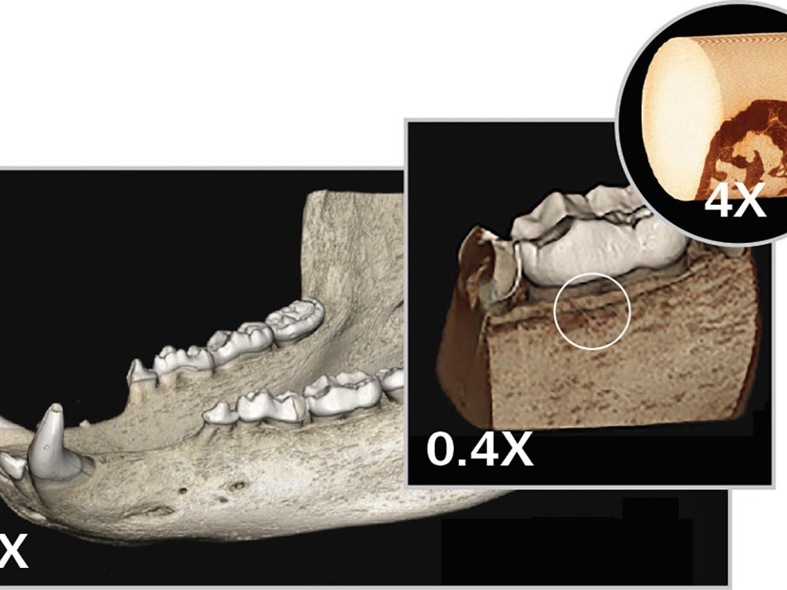 熊下颌（120 mm × 200 mm）从全颚成像到颚齿界面的微米级视图。