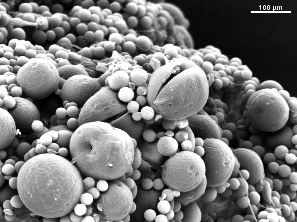 Spores fongiques, image capturée avec ZEISS EVO.