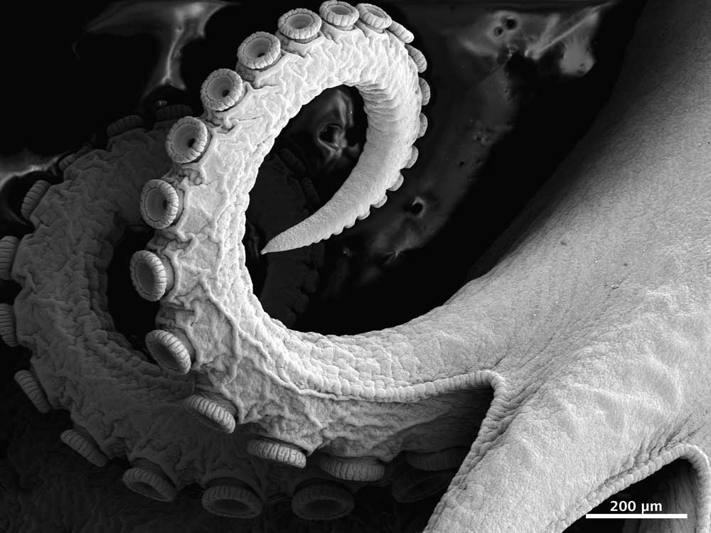 带吸盘的麝香蛸幼体腕足，临界点干燥、镀金、SE²图像