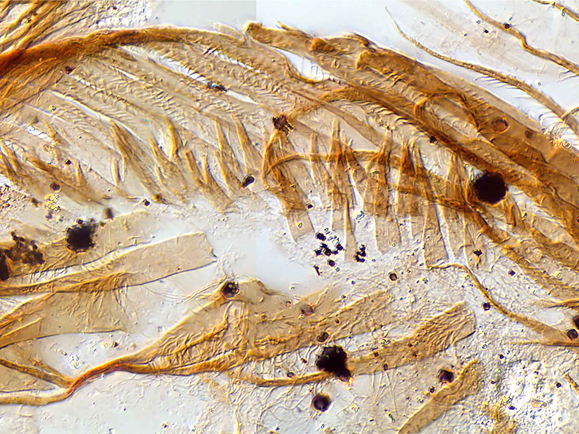 Small carbonaceous fossils