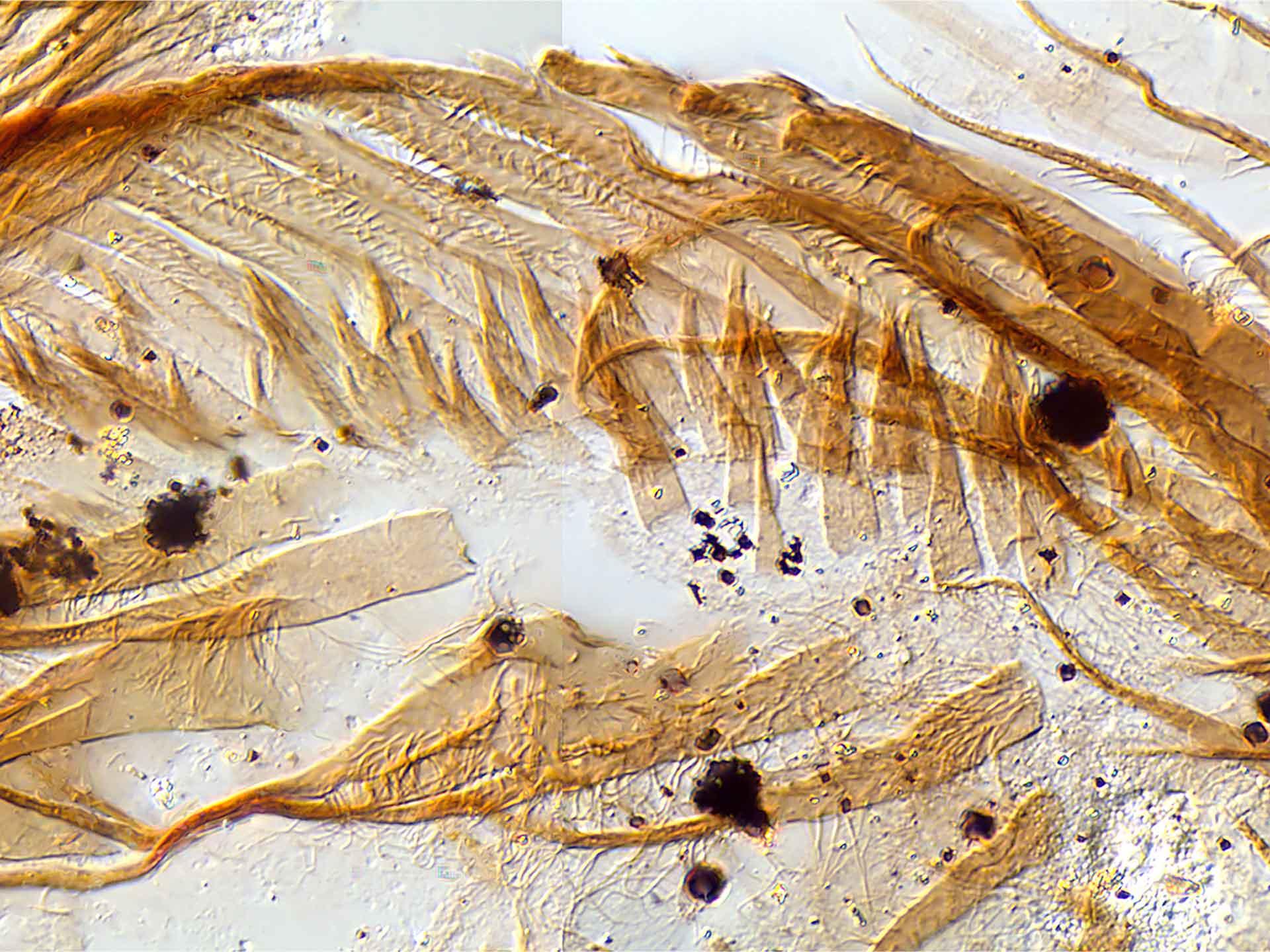 Small carbonaceous fossils
