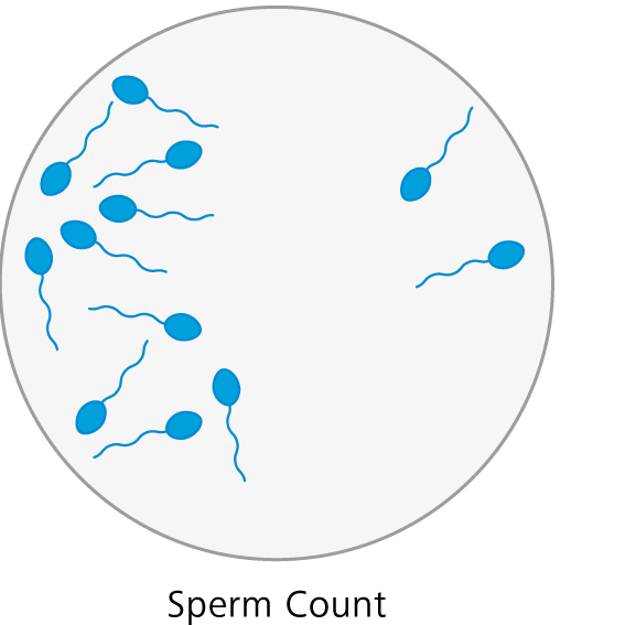 Nombre de spermatozoïdes