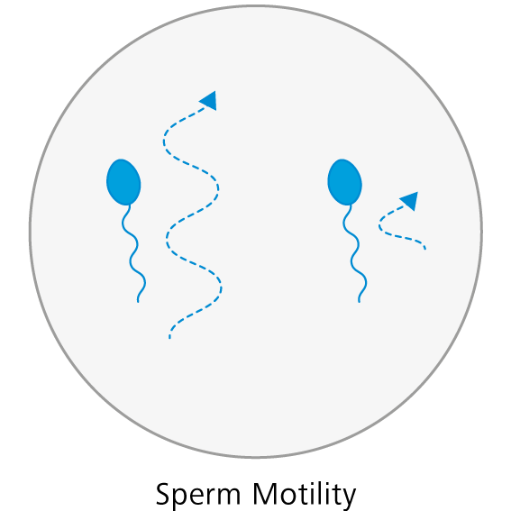 Mobilité des spermatozoïdes