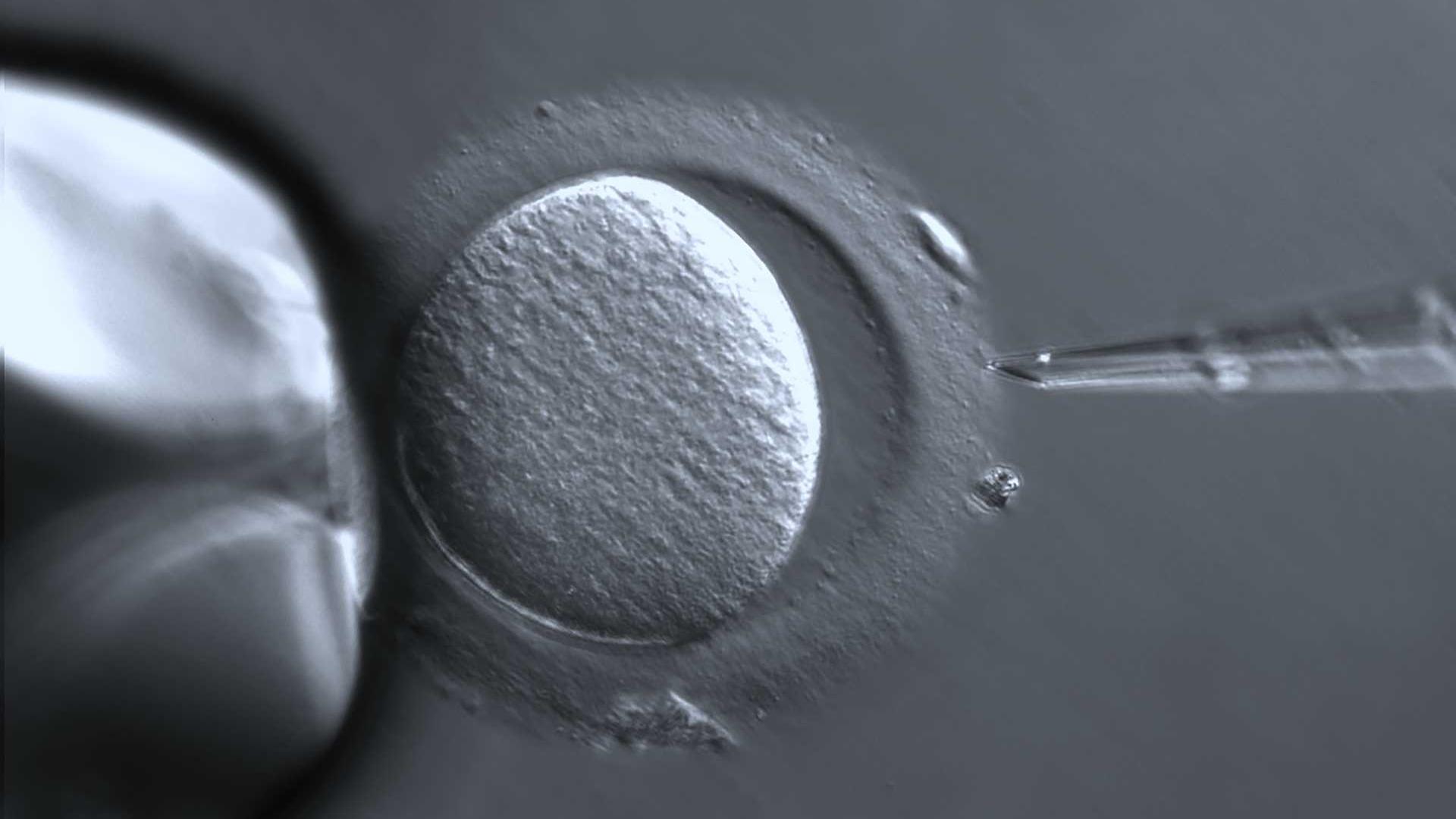 Soluciones de microscopía para fecundación