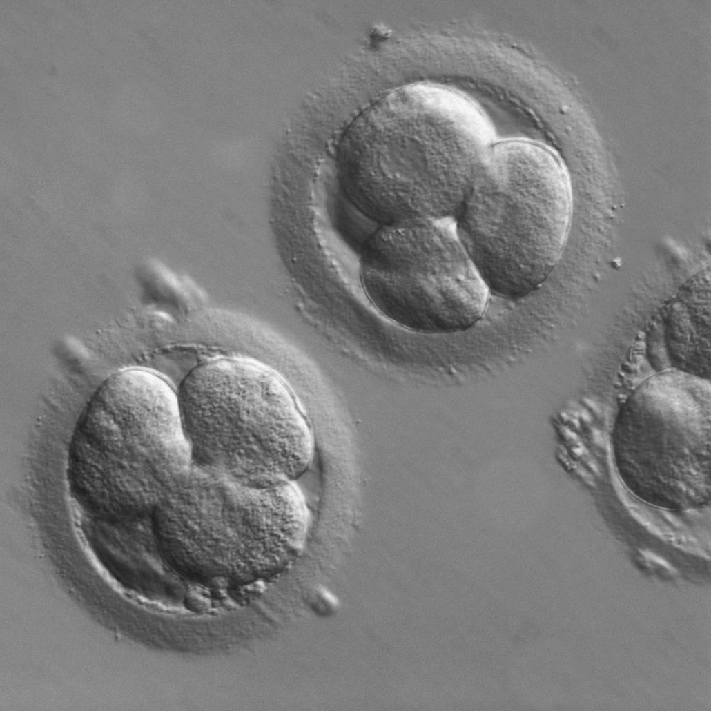 Human embryos (four-cell stage)
