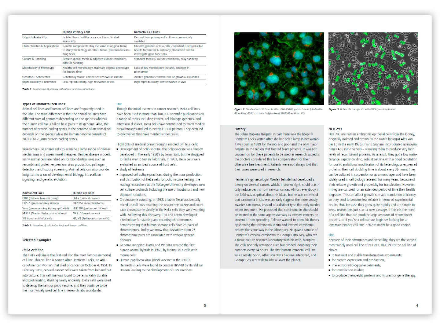 The Most Commonly Used Immortal Cell Lines | White Paper