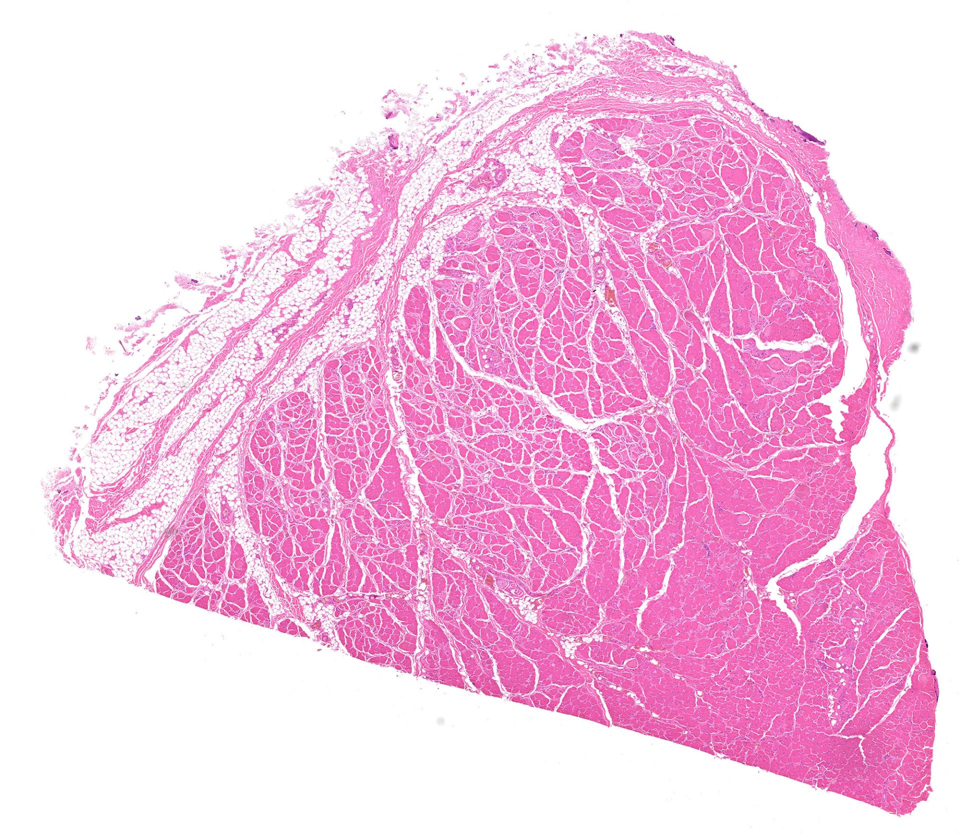Human tissue in brightfield contrast (H&E staining) 