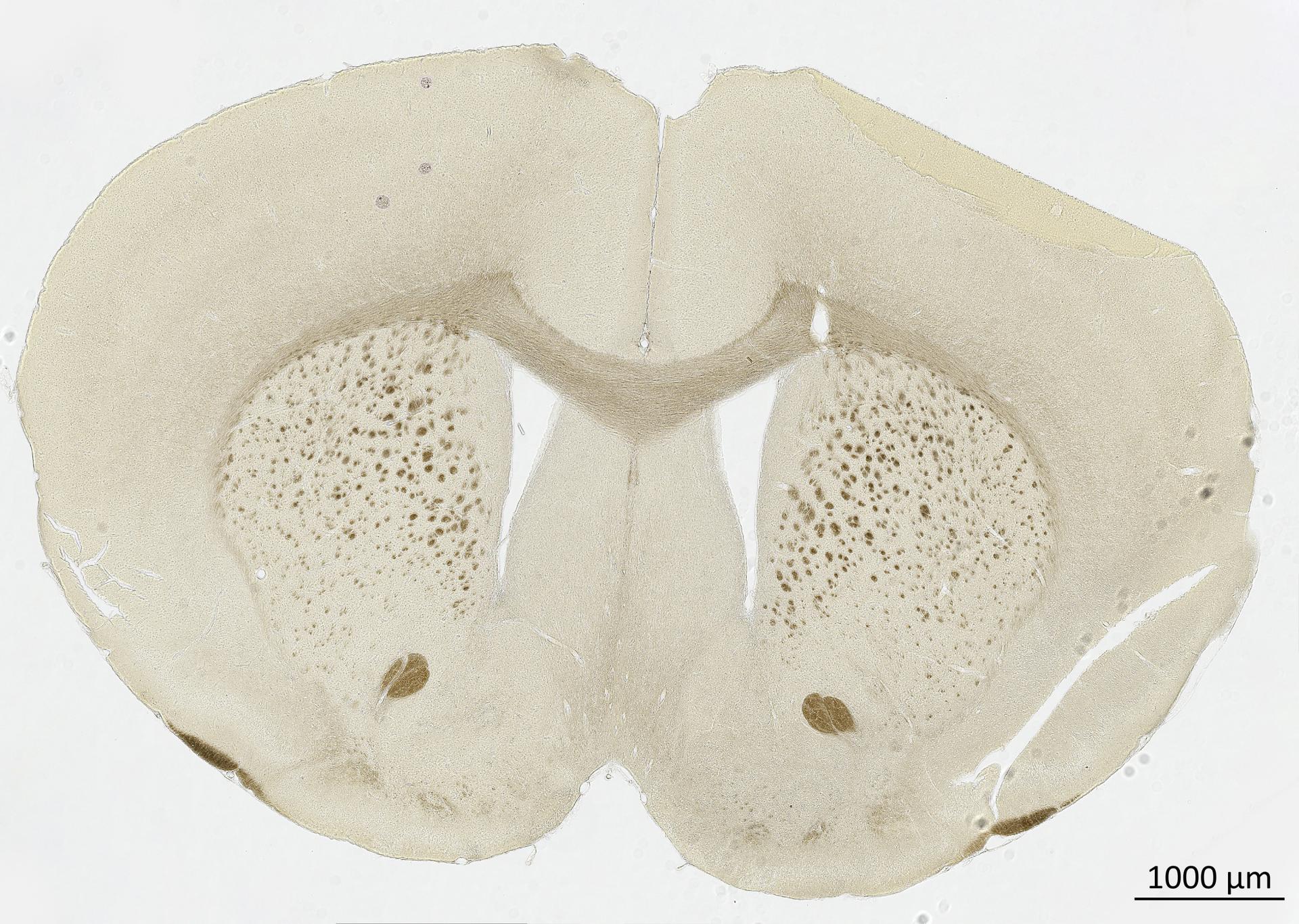 Mouse in brightfield contrast. Image: courtesy of  Prof. Dr. Markus Morawski, Paul Flechsig Institute – Centre of Neuropathology and Brain Research, Leipzig, Germany