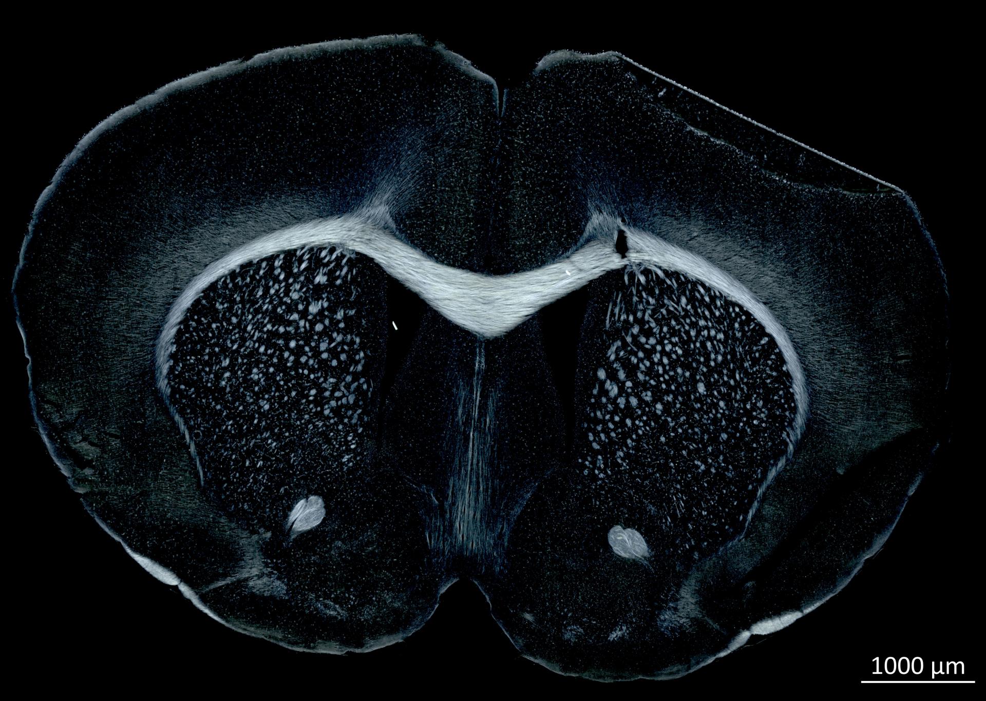 Mouse in circular polarization contrast. Image: courtesy of  Prof. Dr. Markus Morawski, Paul Flechsig Institute – Centre of Neuropathology and Brain Research, Leipzig, Germany.