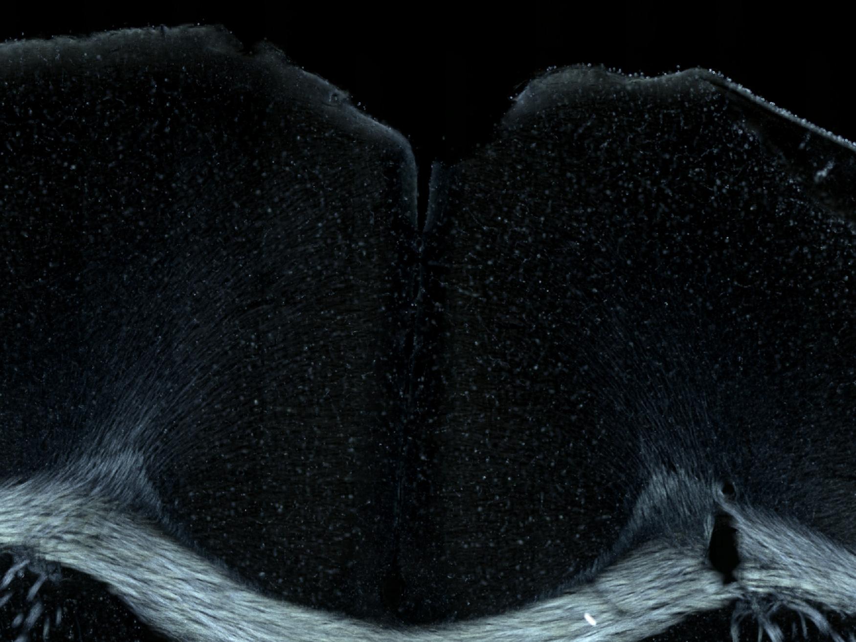 Mouse in circular polarization contrast. Image: courtesy of Prof. Dr. Markus Morawski, Paul Flechsig Institute – Centre of Neuropathology and Brain Research, Leipzig, Germany
