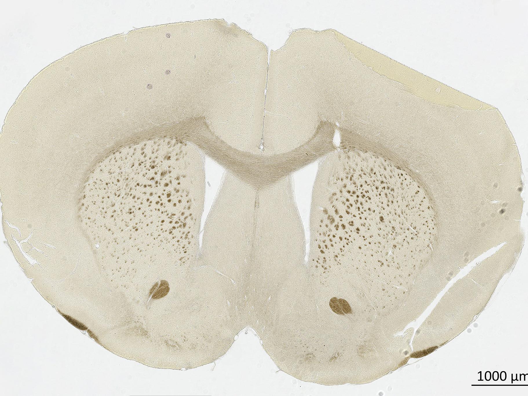 Mouse in brightfield contrast. Image: courtesy of  Prof. Dr. Markus Morawski, Paul Flechsig Institute – Centre of Neuropathology and Brain Research, Leipzig, Germany