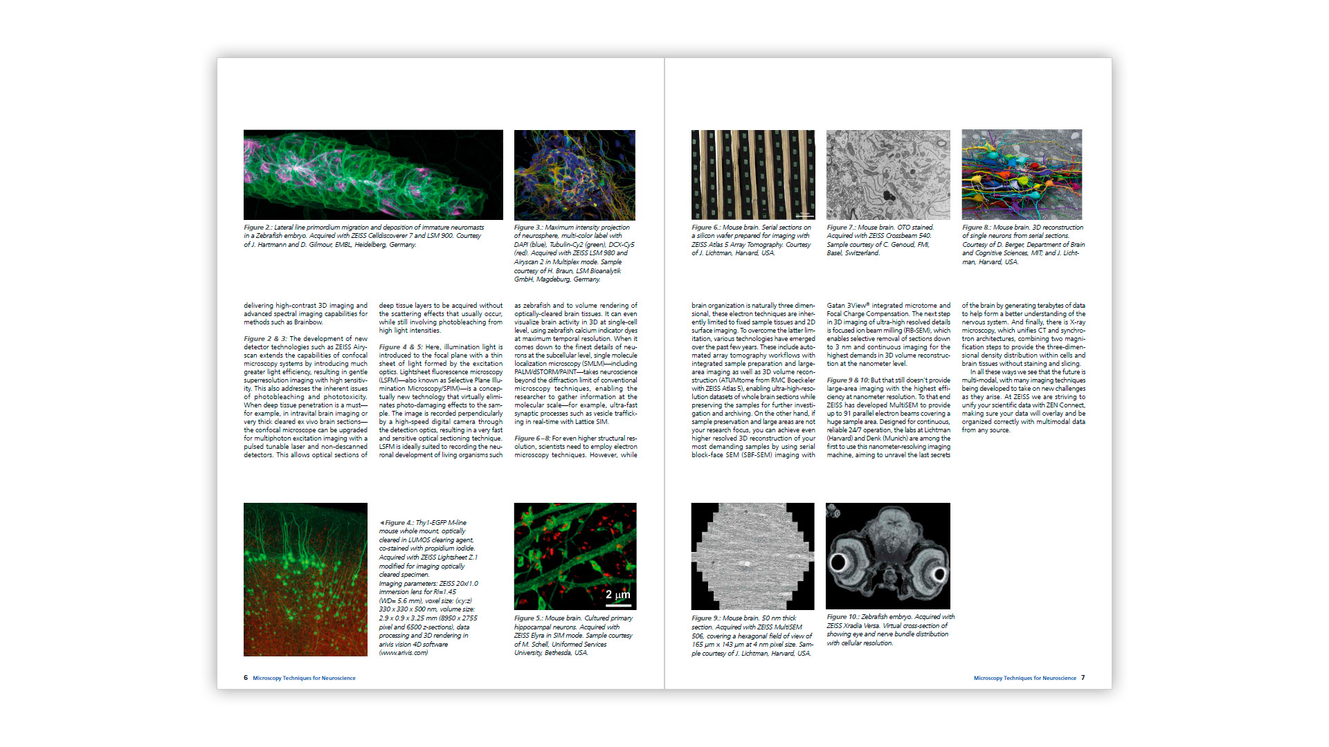 ZEISS Microscopy Techniques for Neuroscience Ebook - Preview 3