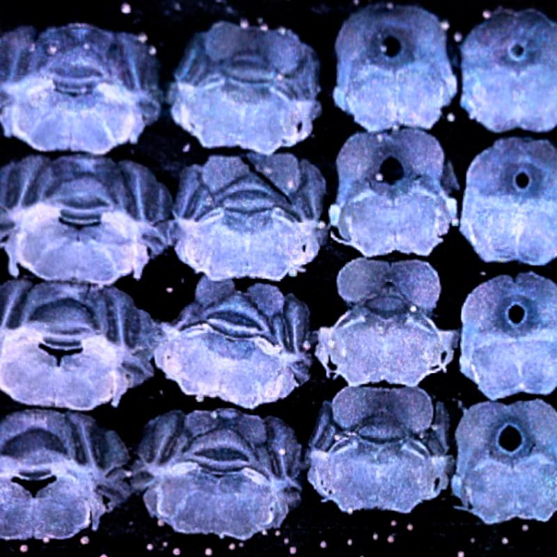 Screening Applications Bundle Courtesy: S. Arber, S. Thornton, Friedrich Miescher Institute, Switzerland.