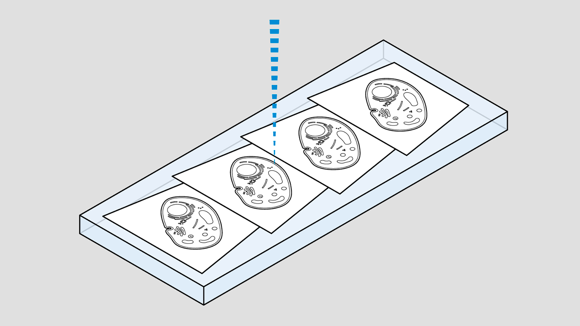 Volumen-EM-Verfahren: Array-Tomografie 