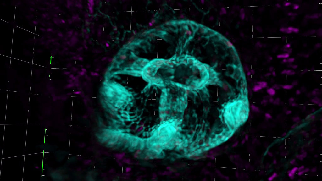 ZEISS Lightfield 4D - Gently Observe Organisms Over Time