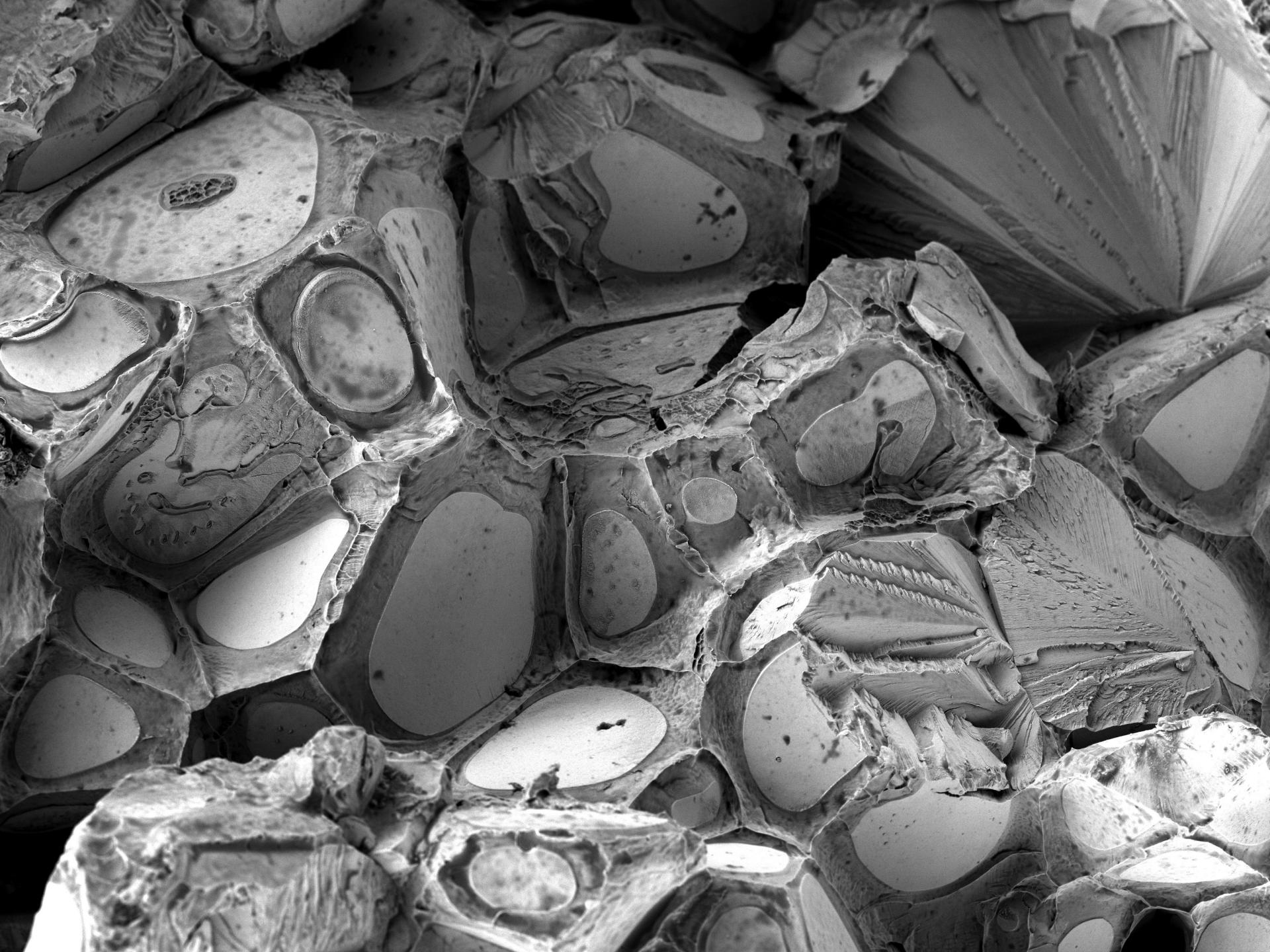 Advanced alloy material 3kV HV mode. This advanced alloy material reveals a tungsten core material surrounded by a steel matrix when imaged with Inlens SE detector at low voltage.