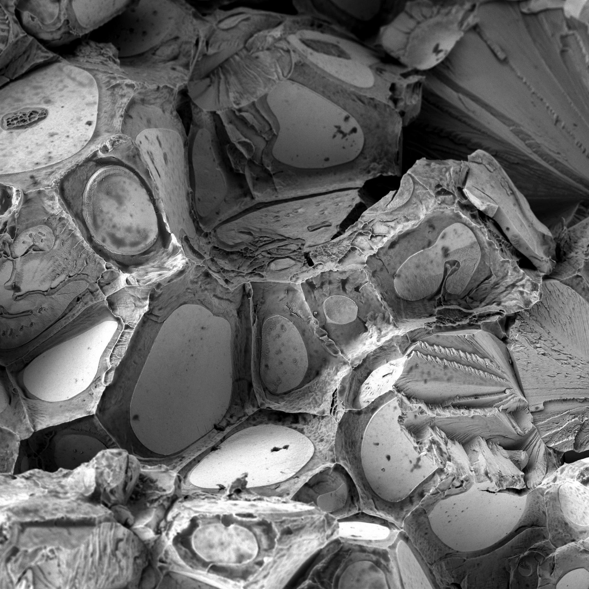 Advanced alloy material 3kV HV mode. This advanced alloy material reveals a tungsten core material surrounded by a steel matrix when imaged with Inlens SE detector at low voltage.