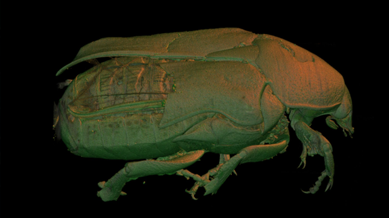 Cetonia Aurata (Rose Chafer)