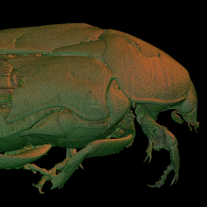 Cetonia Aurata (Rose Chafer)