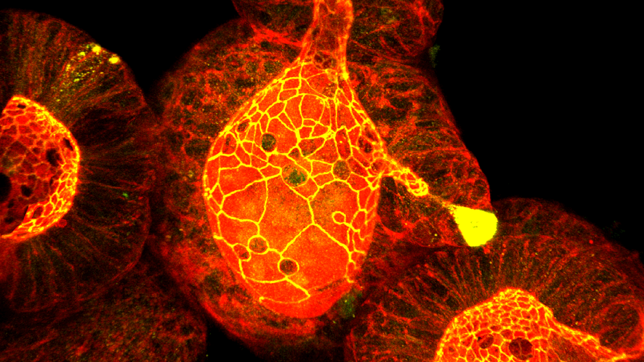 Mouse Intestinal Entire Organoid