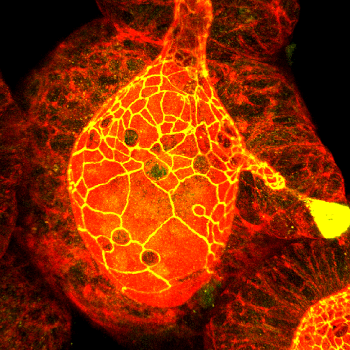 Mouse Intestinal Entire Organoid