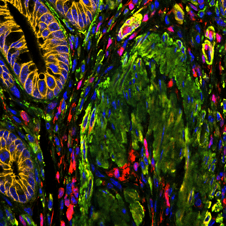 Paraffin Section of Mouse Large Intestine