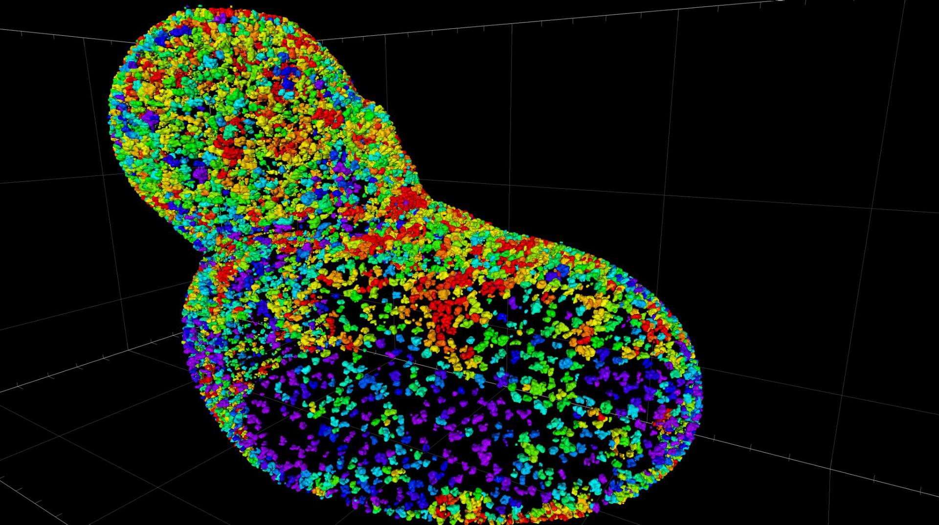  Dataset provided by Anna Steyer and Yannick Schwab, EMBL