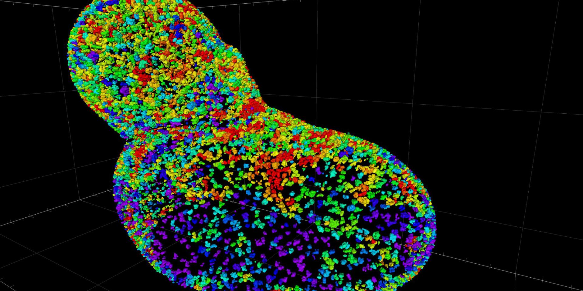  Dataset provided by Anna Steyer and Yannick Schwab, EMBL