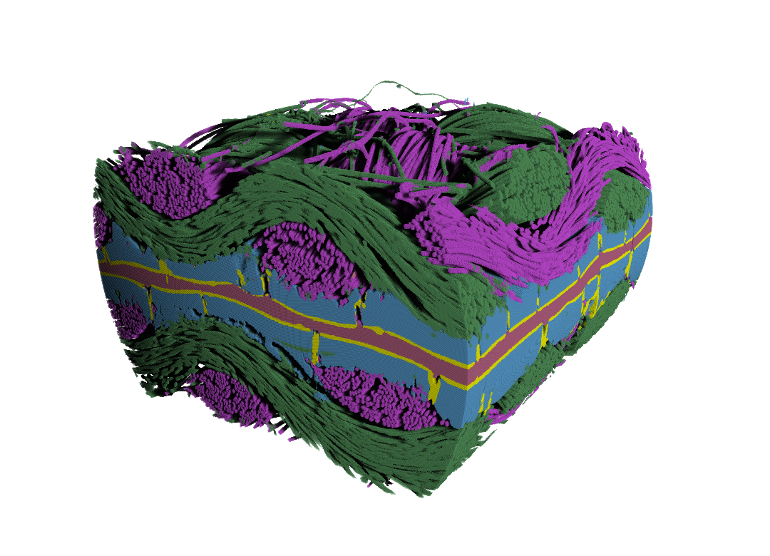 Segmented 3D volume of a polymer electrolyte fuel cell membrane electrode assembly. Segmented 3D volume of a polymer electrolyte fuel cell membrane electrode assembly. Gas diffusion layer fiber weaves are visible in green and magenta, microporous layer in blue, catalyst in yellow, and electrolyte membrane in red.