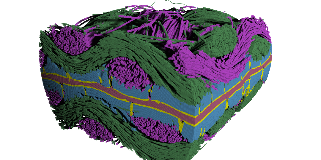 Segmented 3D volume of a polymer electrolyte fuel cell membrane electrode assembly. Segmented 3D volume of a polymer electrolyte fuel cell membrane electrode assembly. Gas diffusion layer fiber weaves are visible in green and magenta, microporous layer in blue, catalyst in yellow, and electrolyte membrane in red.