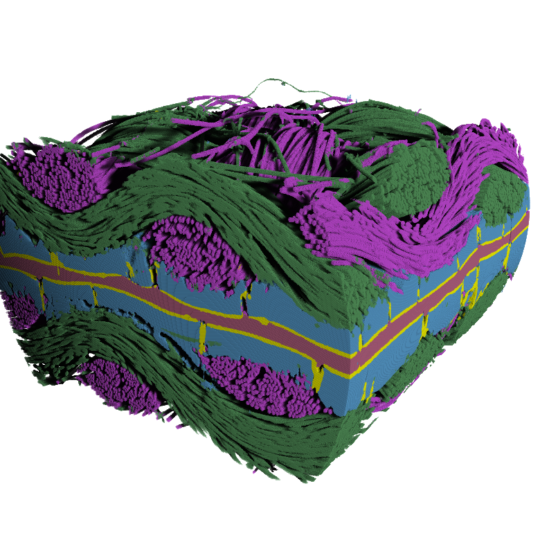  Segmented 3D volume of a polymer electr olyte fuel cell membrane electrode assembly. Gas diffusion layer fiber weaves are visible in green and magenta, microporous layer in blue, catalyst in yellow, and electrolyte membrane in red.