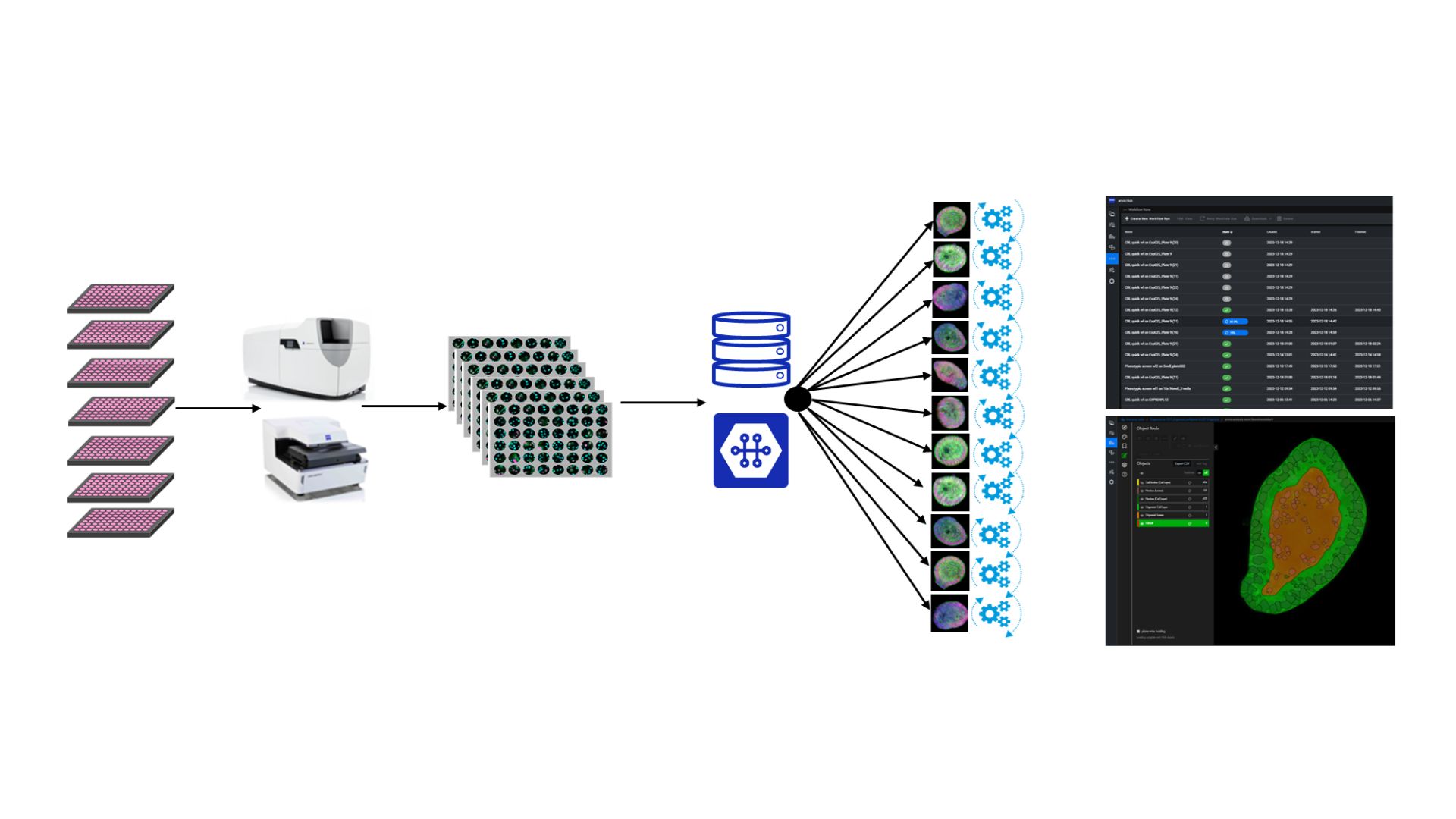 Run automated HCA workflows in ZEISS arivis Hub